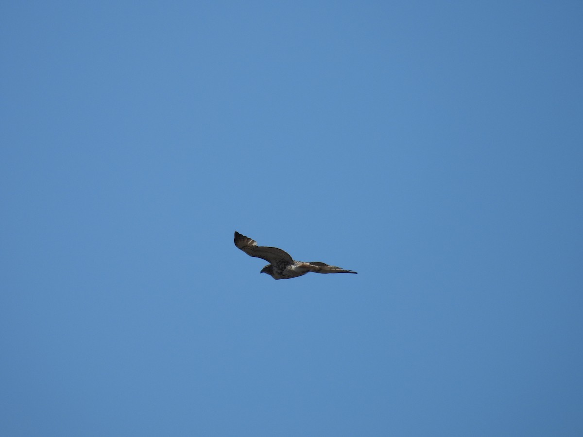 Red-tailed Hawk (borealis) - ML617641599