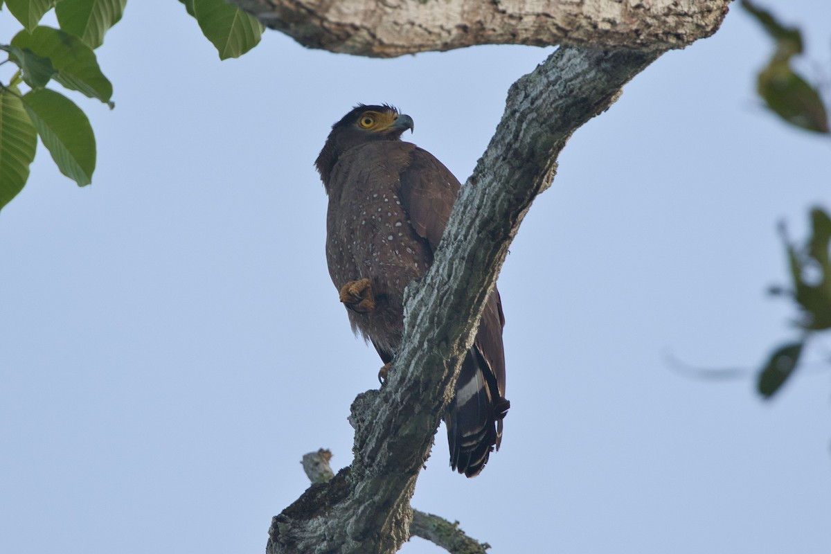 Crested Serpent-Eagle - ML617641602