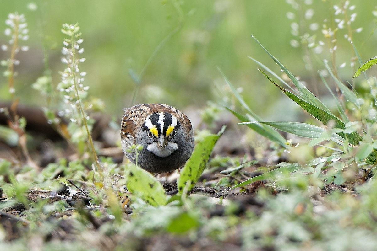 White-throated Sparrow - Garold Sneegas