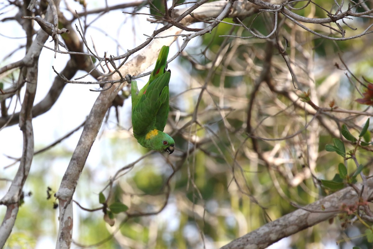 Yellow-naped Parrot - David Rupp
