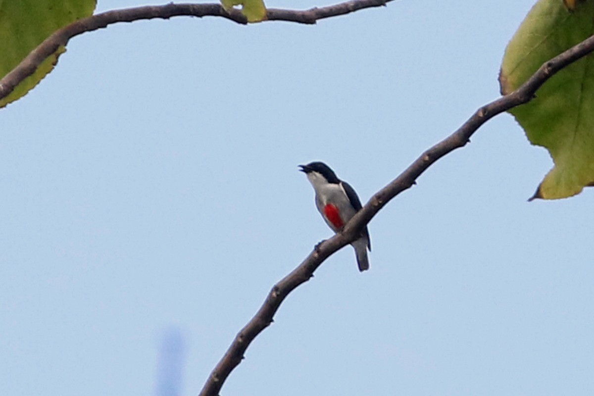 Red-keeled Flowerpecker - ML617641692