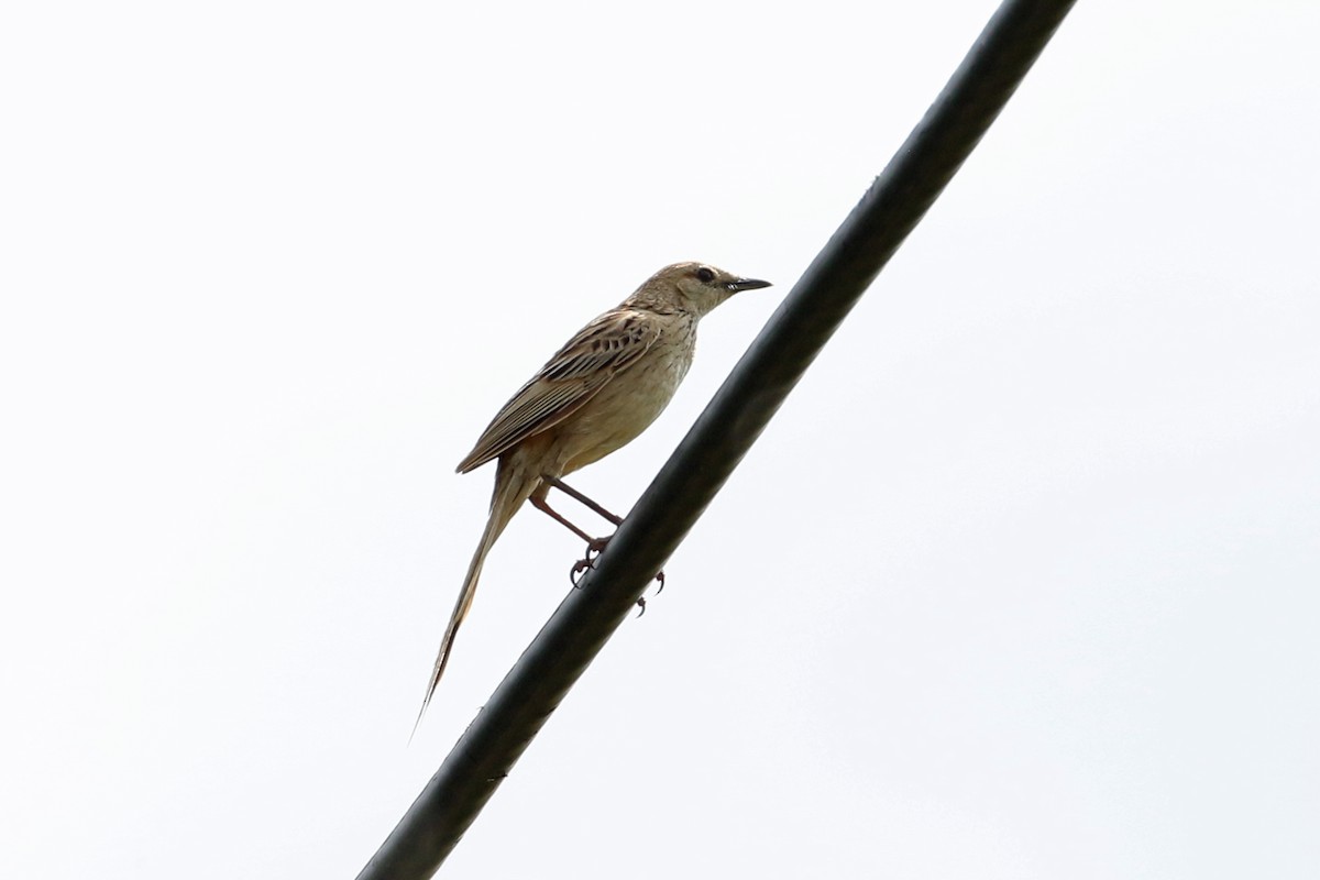 Striated Grassbird - ML617641710