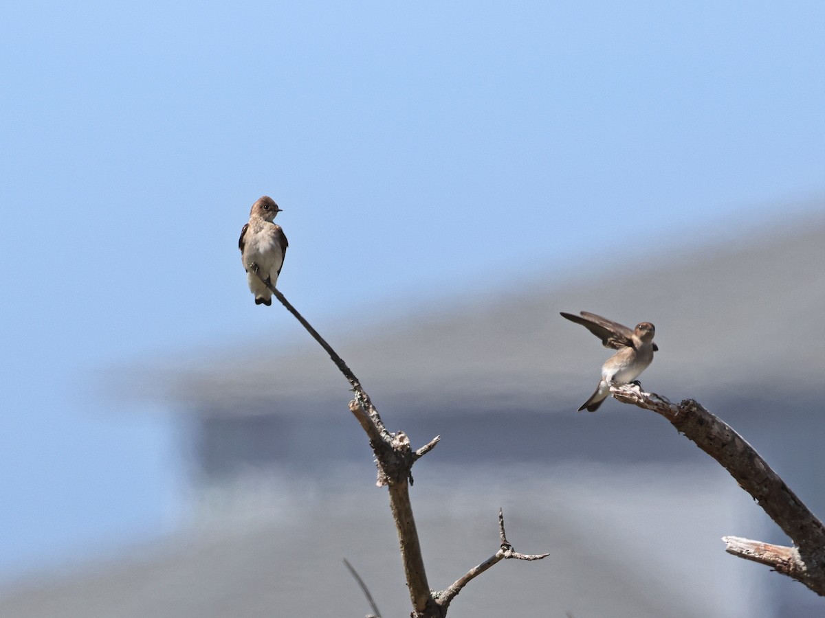 Northern Rough-winged Swallow - ML617641718