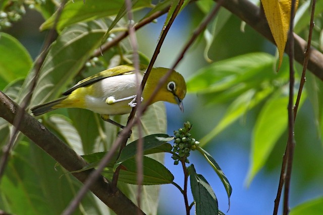 Lowland White-eye at UP Los Baños--Pili Drive by Dave Beeke