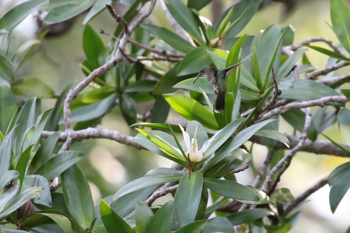 Mangrove Hummingbird - ML617641747