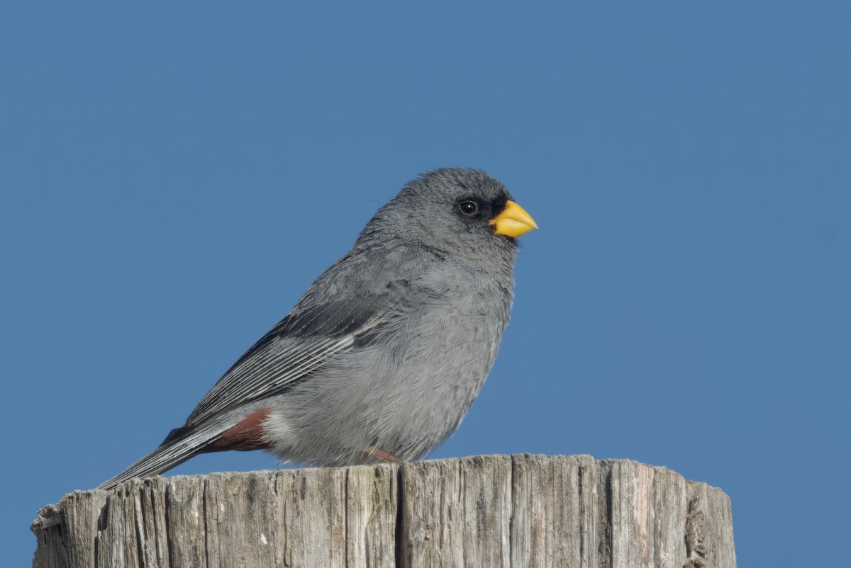 Band-tailed Seedeater - ML617641770