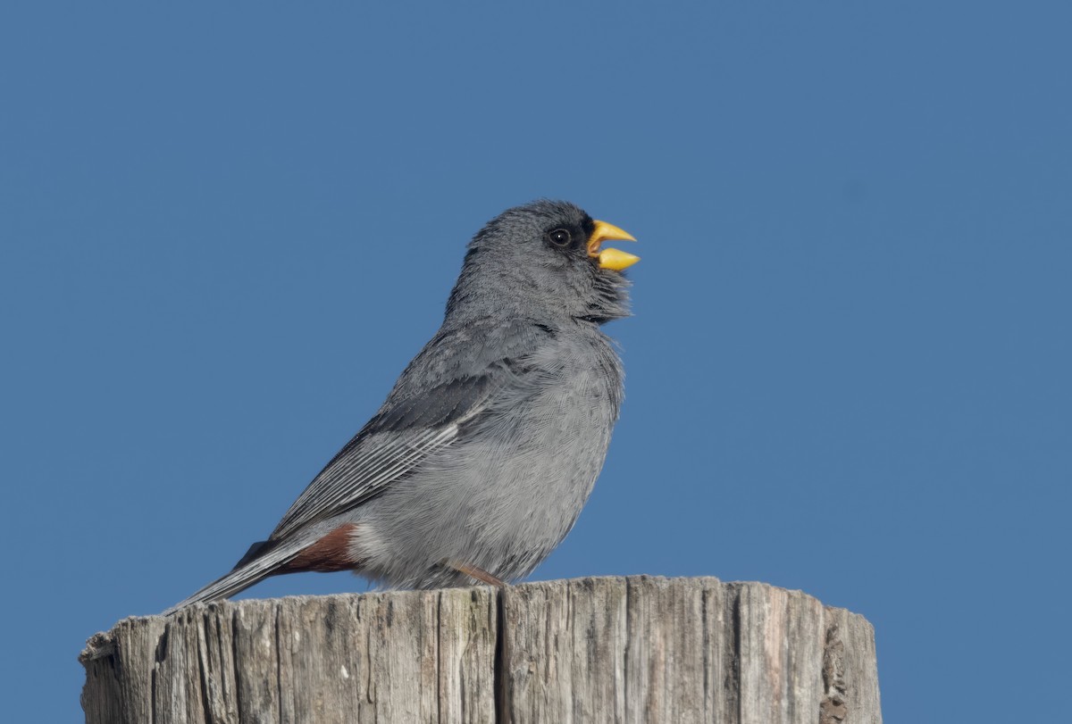 Band-tailed Seedeater - ML617641771