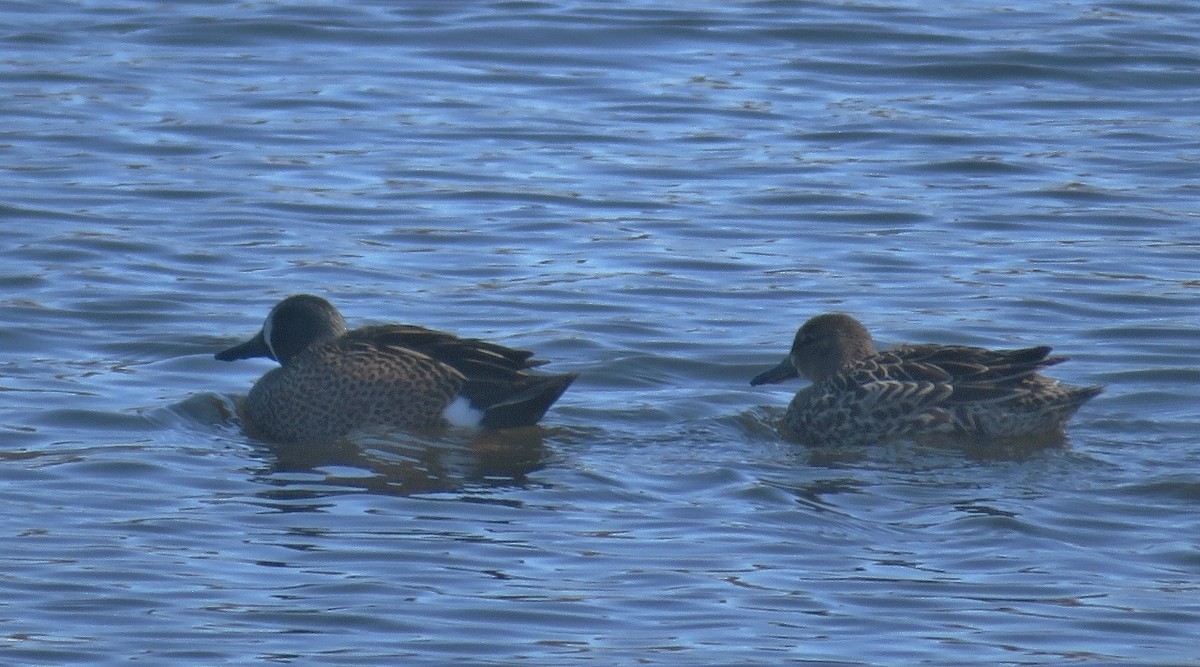 Blue-winged Teal - Guy Wapple