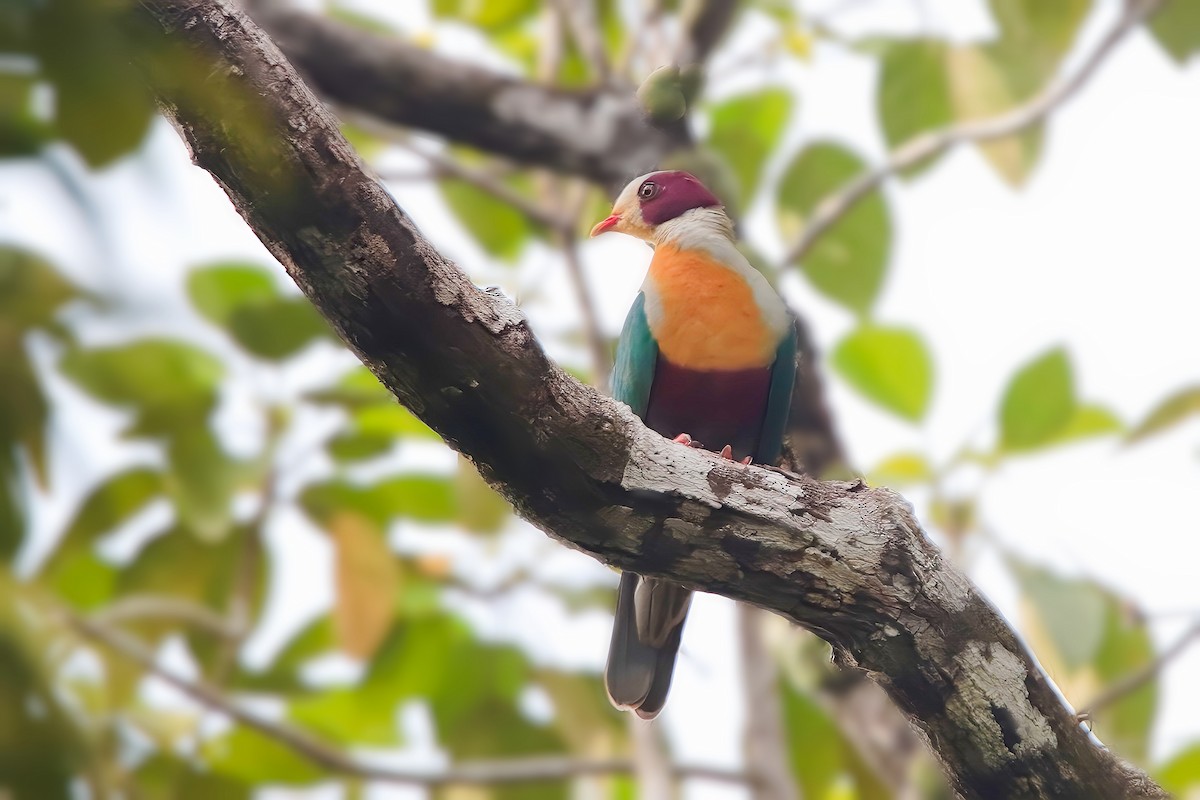 Yellow-breasted Fruit-Dove - ML617641863