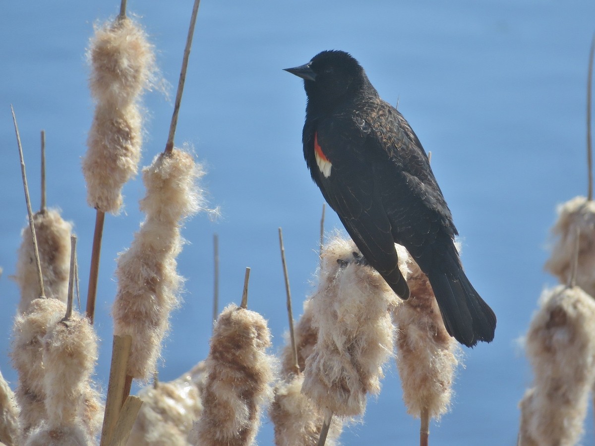 Red-winged Blackbird - ML617641875