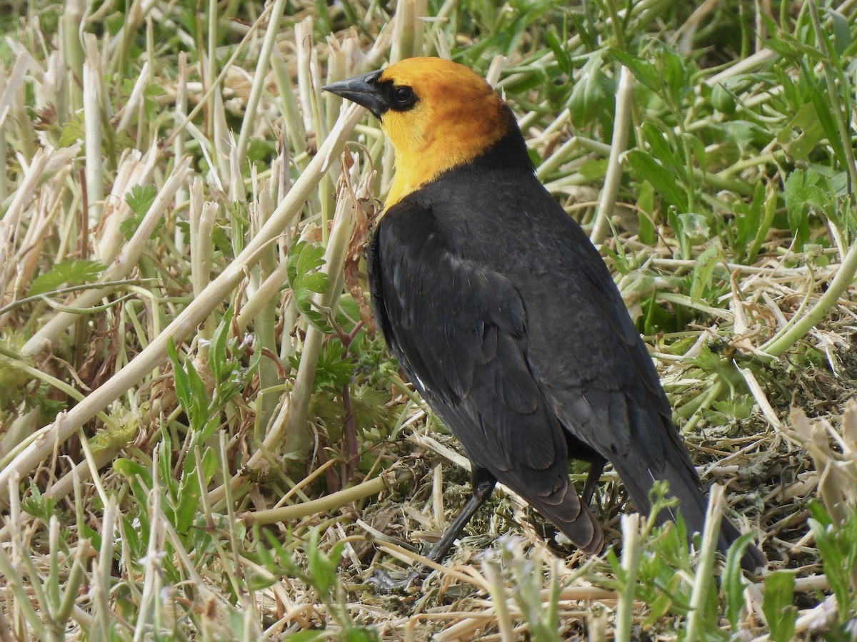 Yellow-headed Blackbird - Andrew Whetten