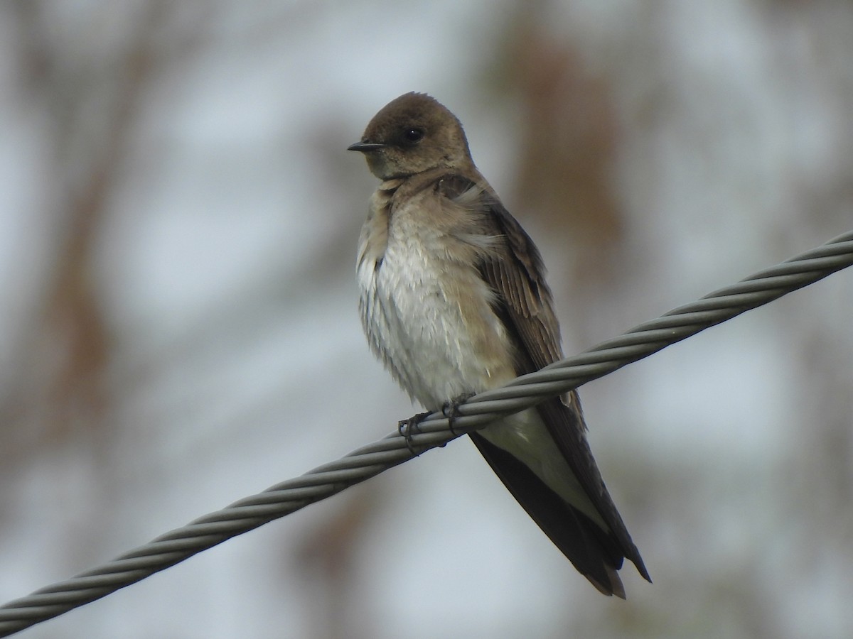 Northern Rough-winged Swallow - Andrew Whetten