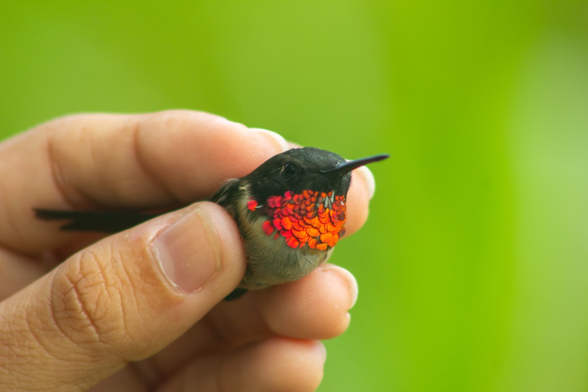 Ruby-throated Hummingbird - ML617641984