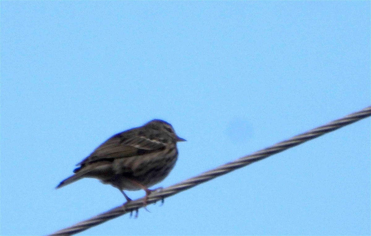 Olive-backed Pipit - Beena Menon