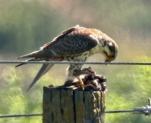 Prairie Falcon - Jeri Langham