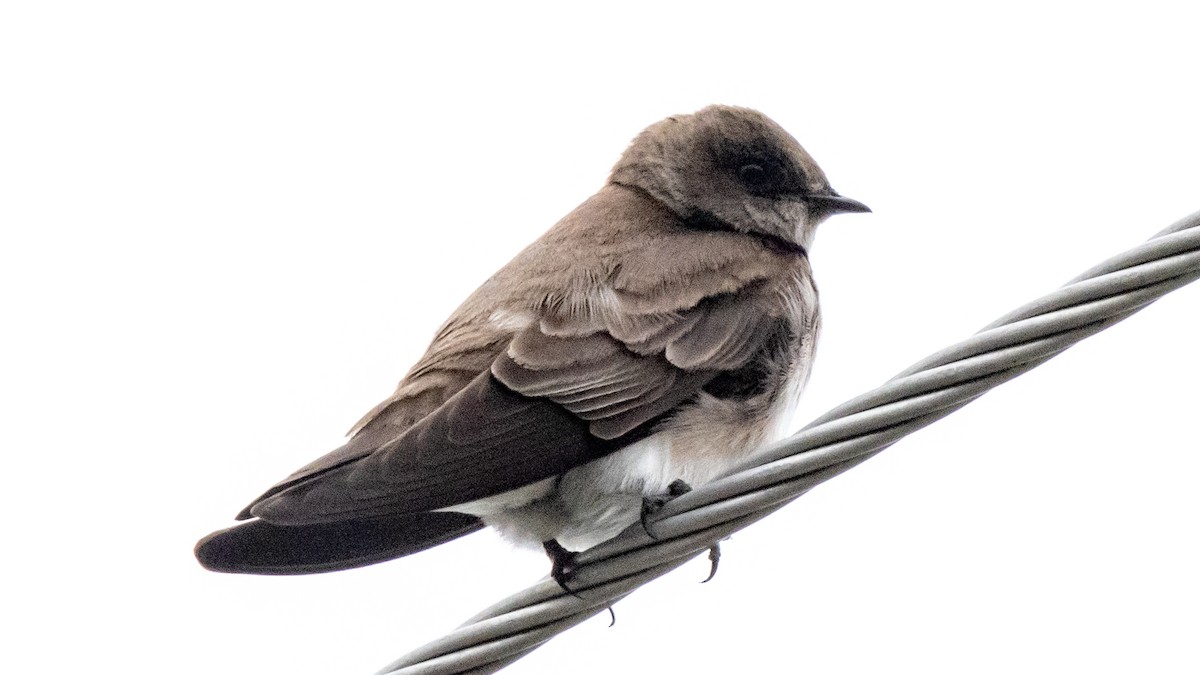 Northern Rough-winged Swallow - ML617642030
