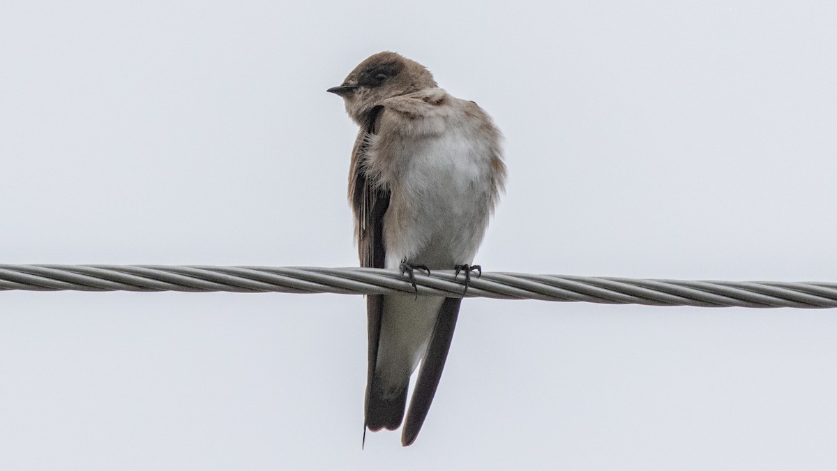 Northern Rough-winged Swallow - ML617642031