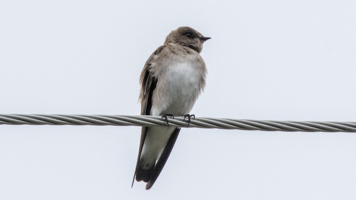 Northern Rough-winged Swallow - Robert & Susan Codd