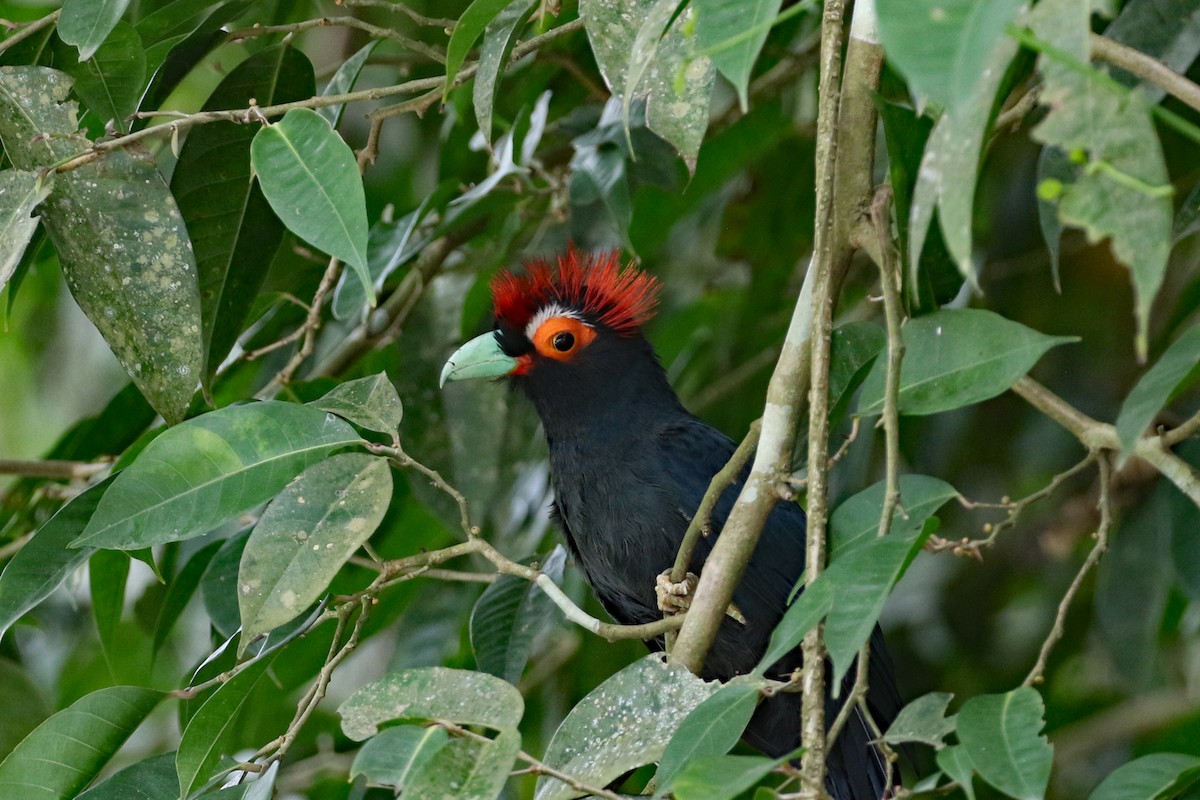 Red-crested Malkoha - ML617642086