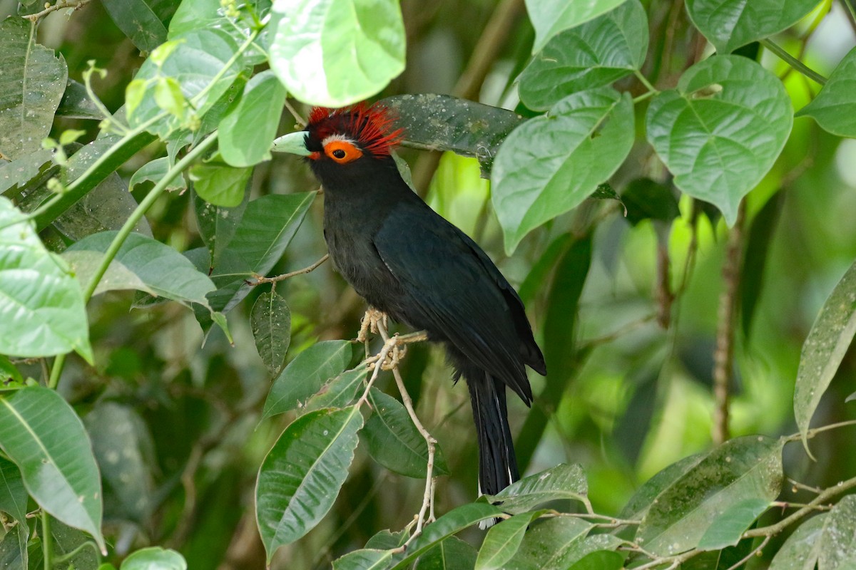 Red-crested Malkoha - ML617642087