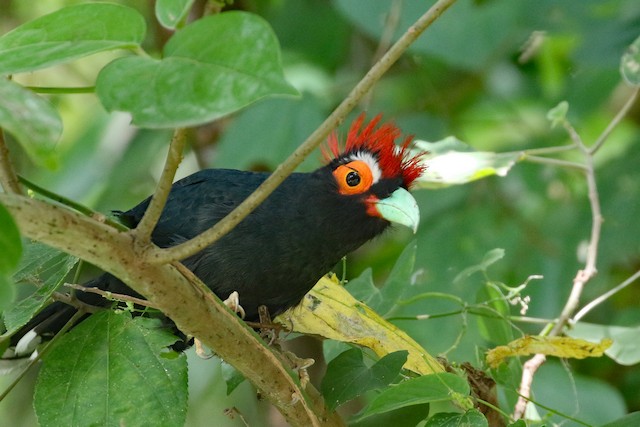 Red-crested Malkoha at Rizal, Calabarzon, PH (14.074, 121.408) by Dave Beeke