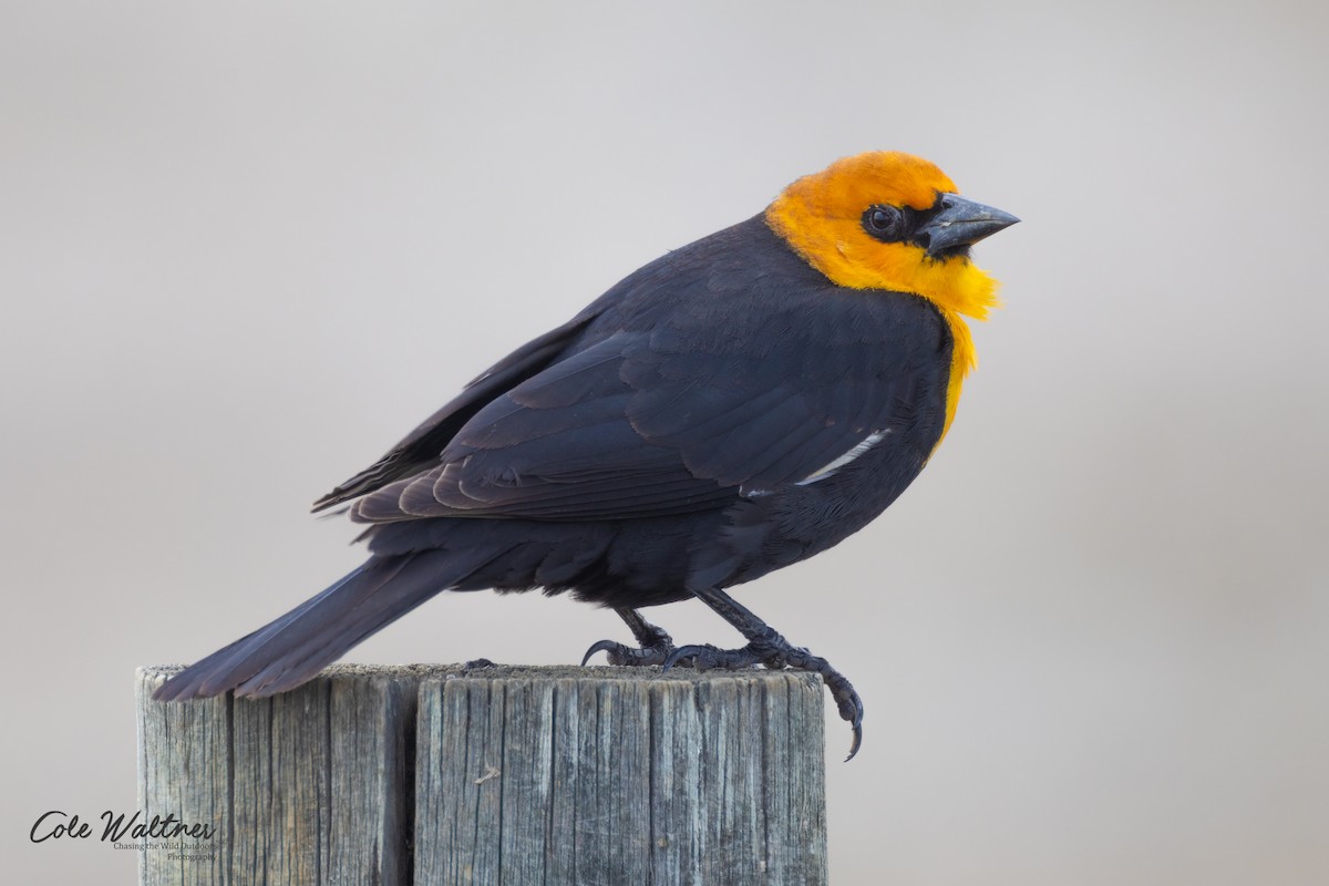 Yellow-headed Blackbird - Cole Waltner