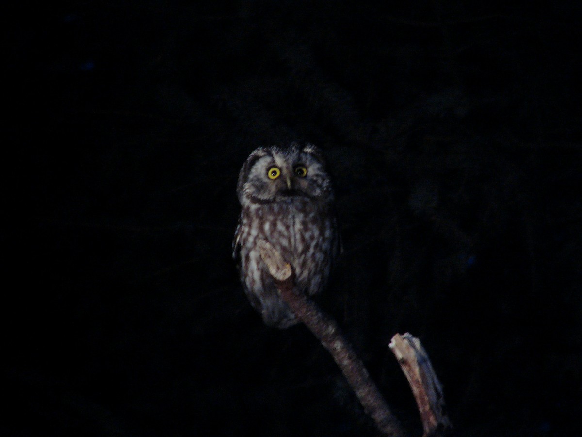 Boreal Owl - ML617642134