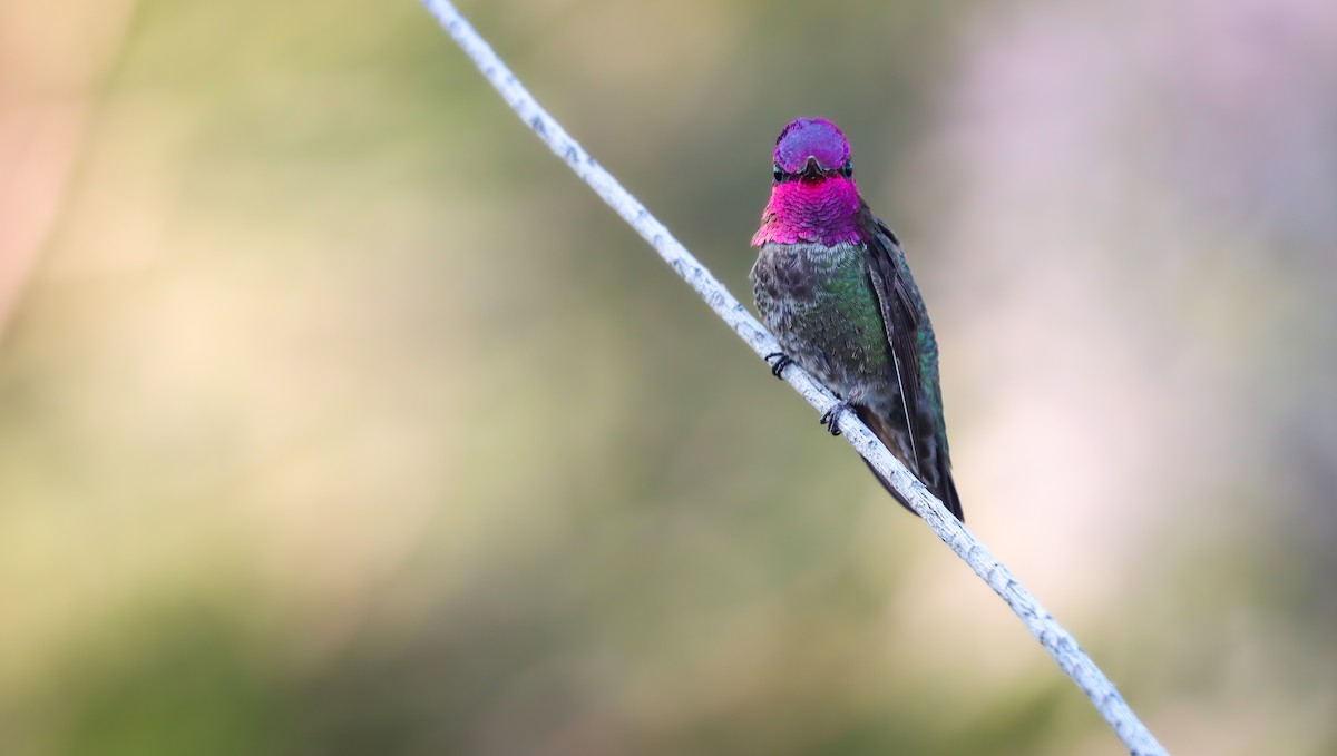 Anna's Hummingbird - ML617642188