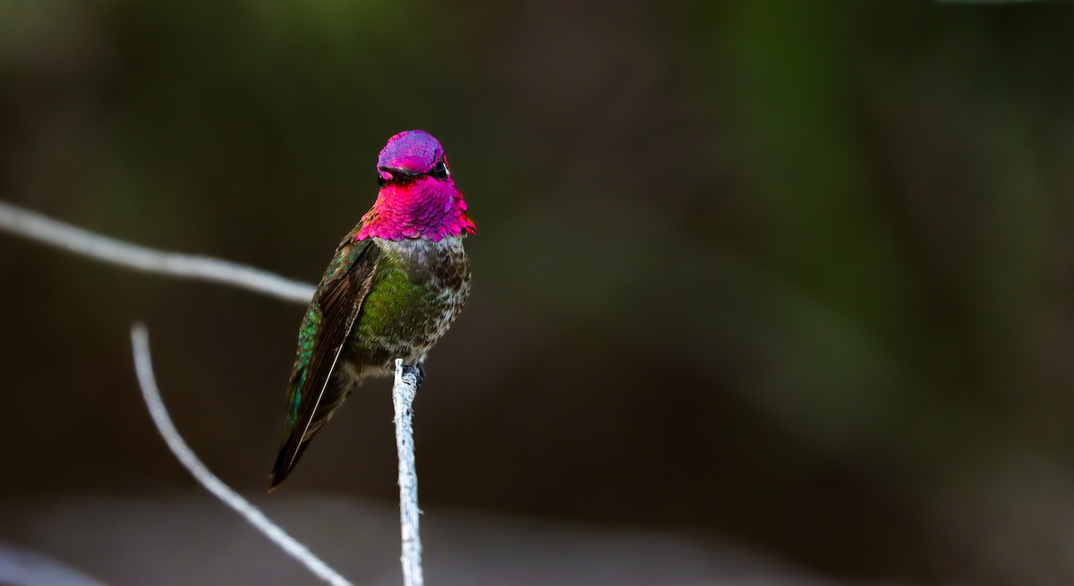 Anna's Hummingbird - ML617642189