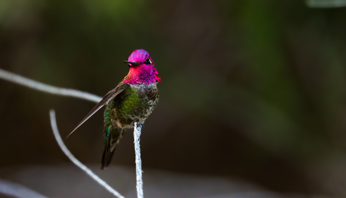 Anna's Hummingbird - ML617642190