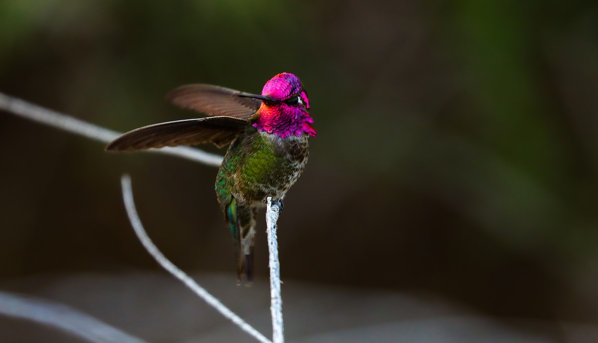 Anna's Hummingbird - Andrew Thomas 🦅🪶
