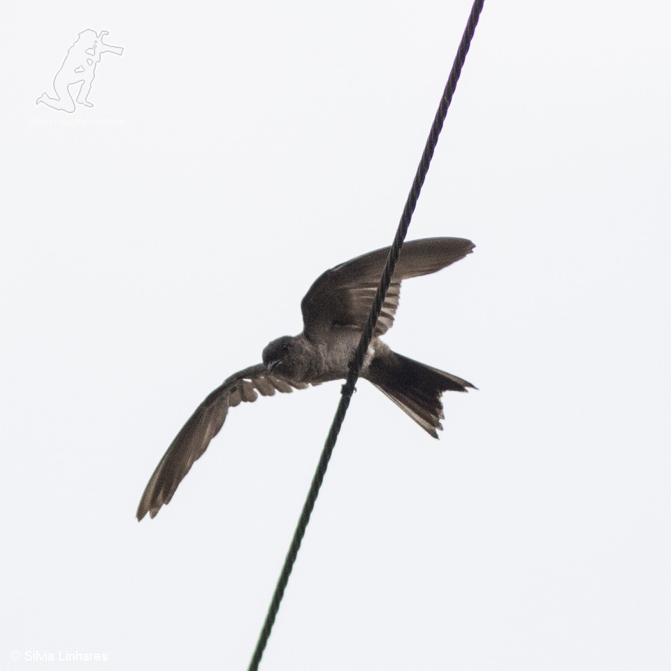 White-thighed Swallow - ML61764221