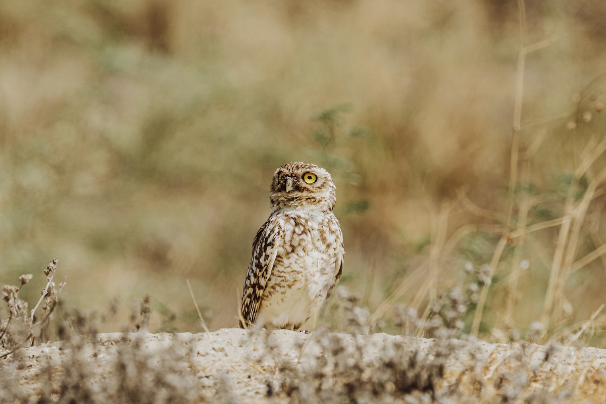 Burrowing Owl - Renato David Rojas Cánova