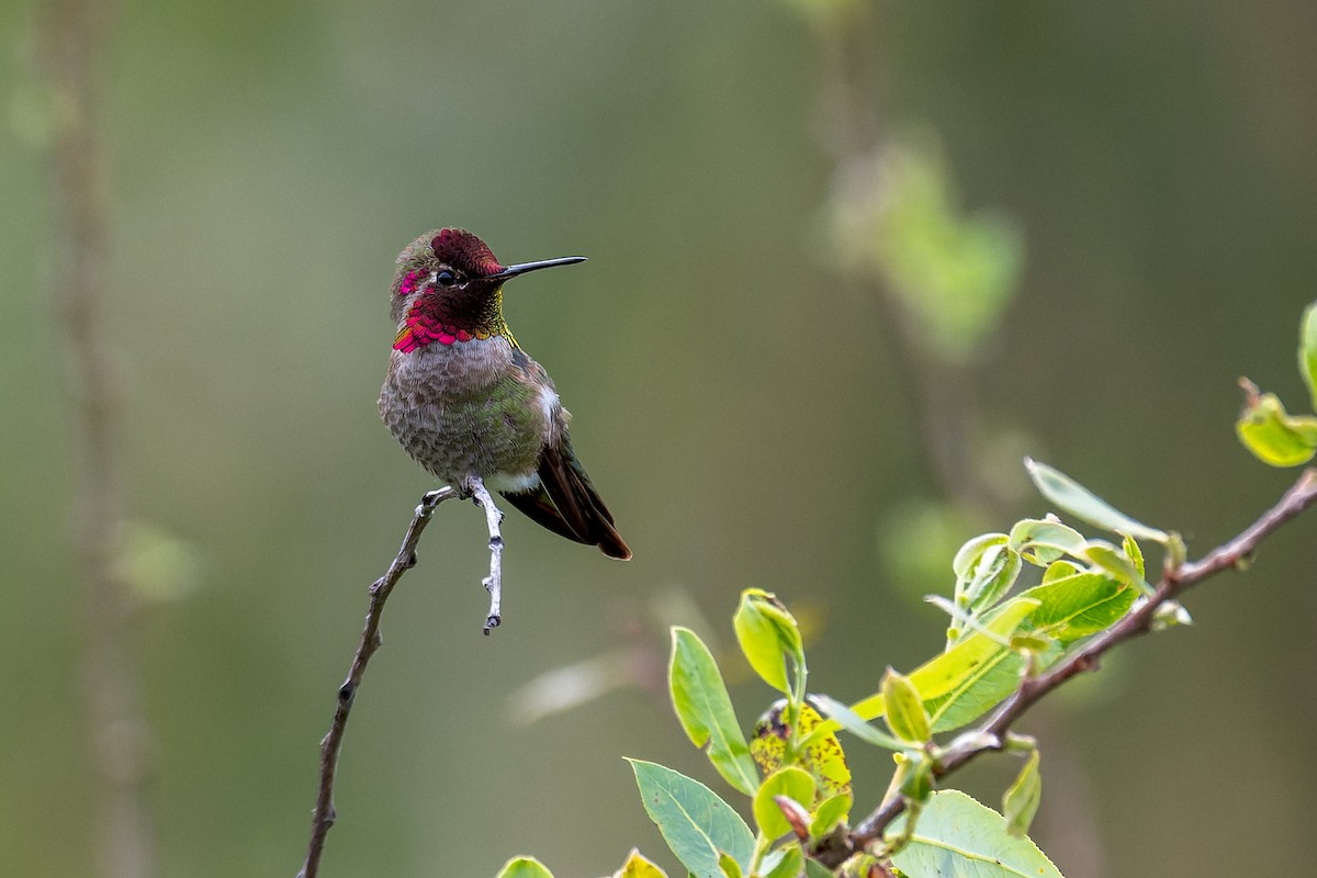 Anna's Hummingbird - ML617642231
