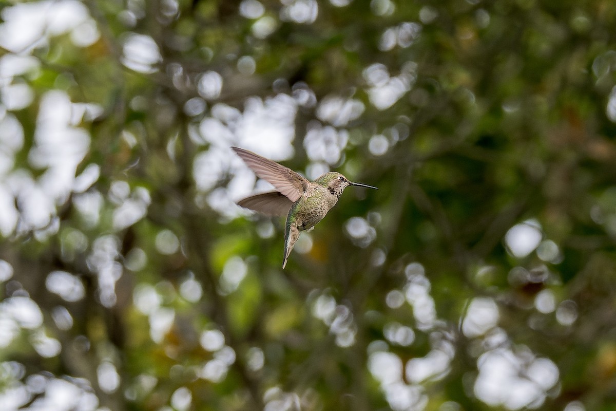 Anna's Hummingbird - ML617642237