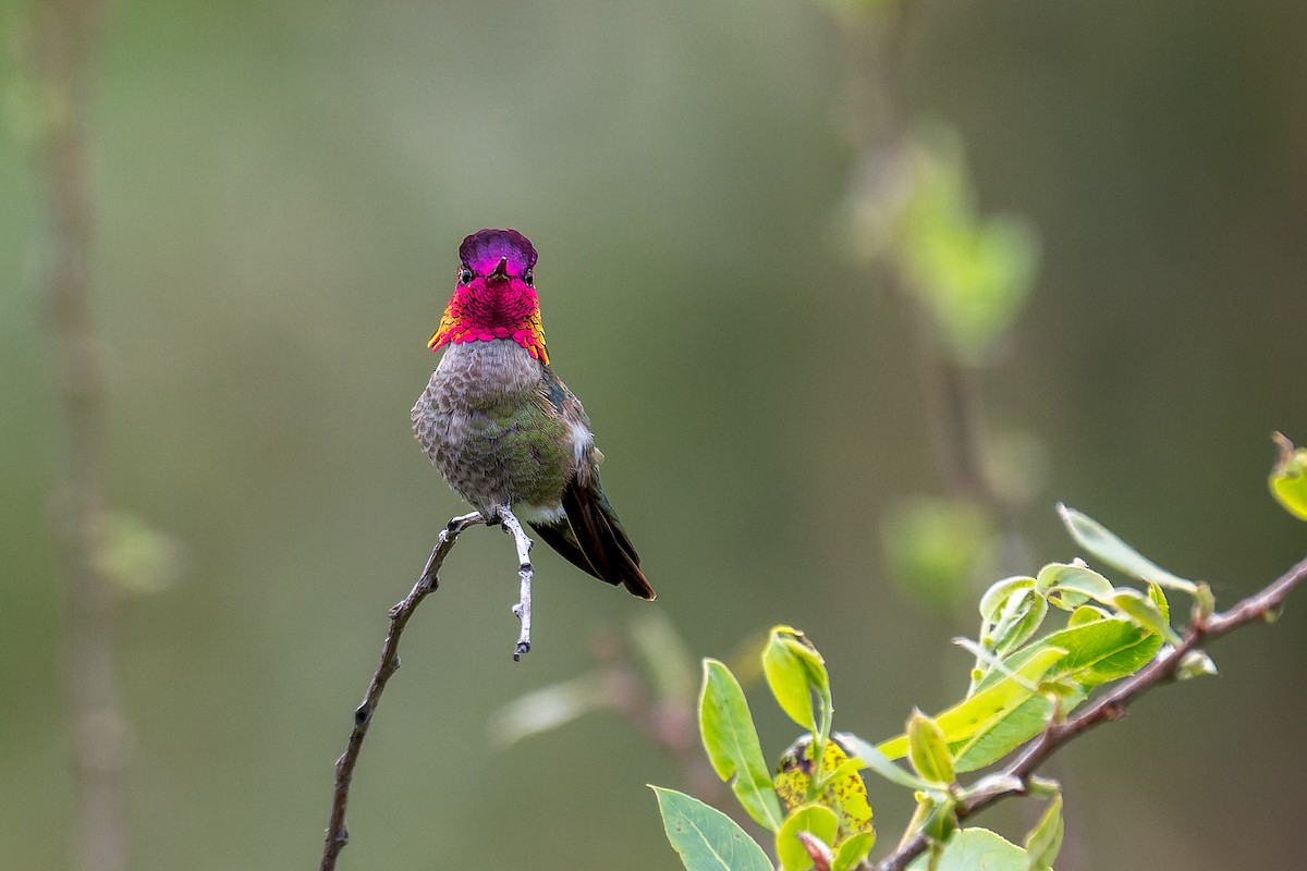 Anna's Hummingbird - Ruslan Balagansky