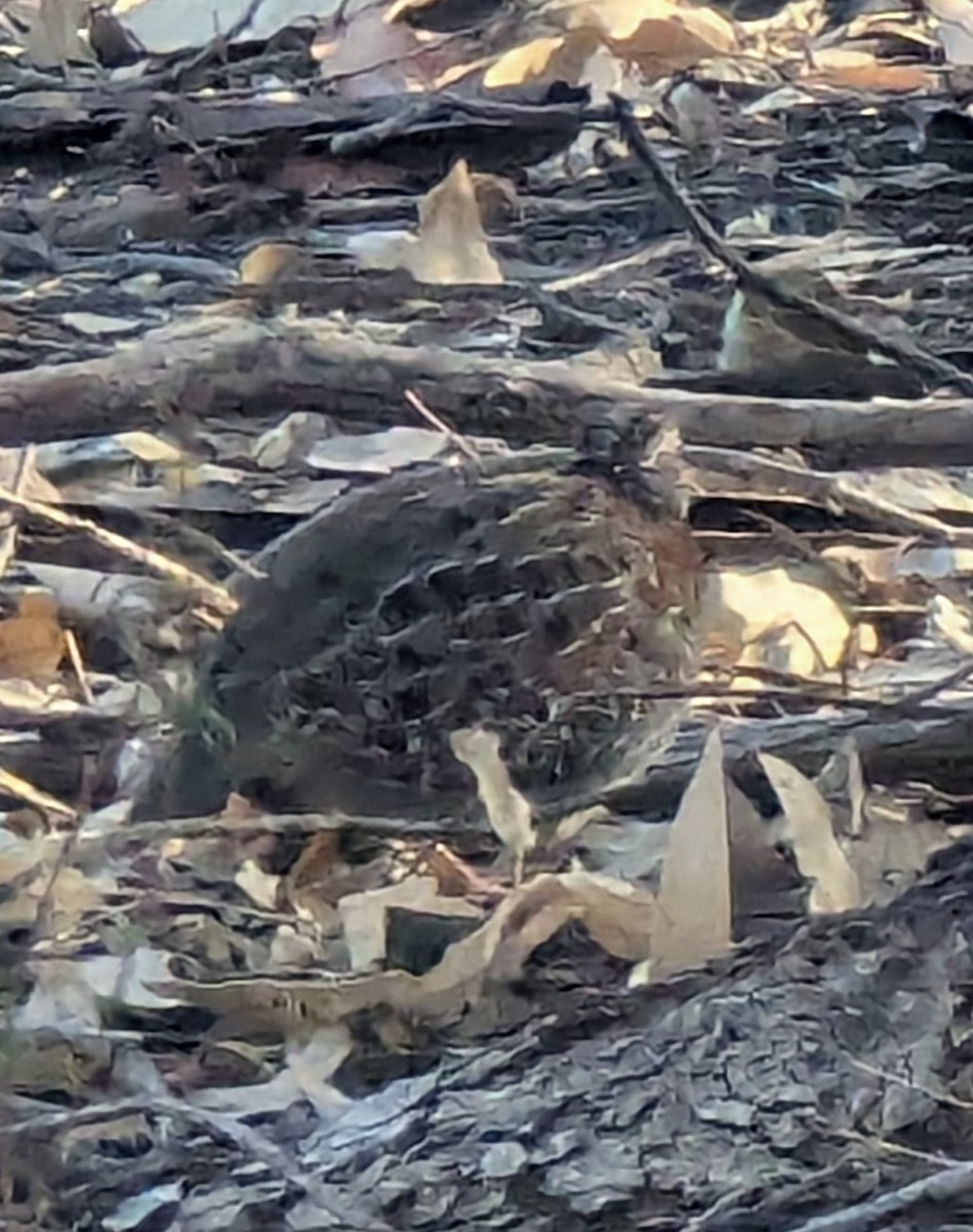 Painted Buttonquail - ML617642249