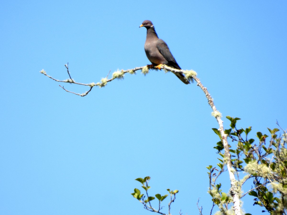 Band-tailed Pigeon - ML617642252