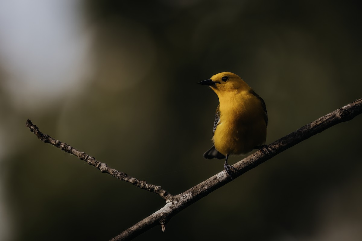 Prothonotary Warbler - Ryan Wallace