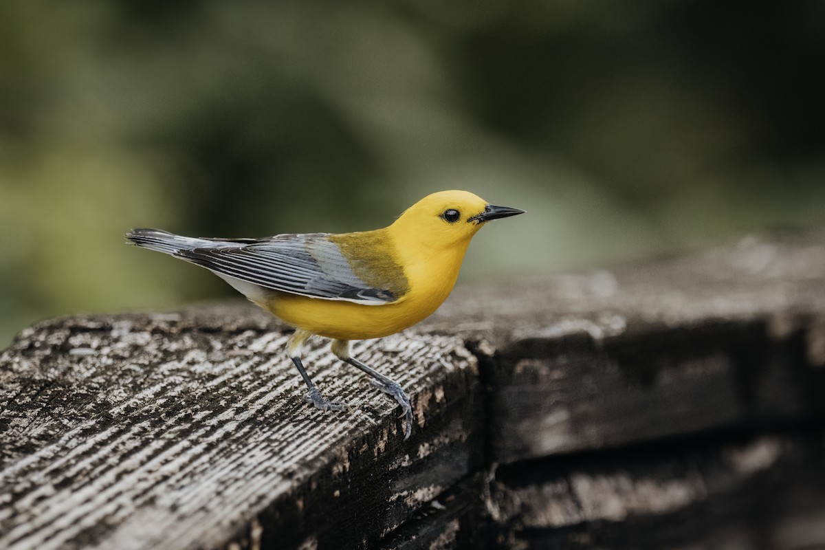 Prothonotary Warbler - ML617642254