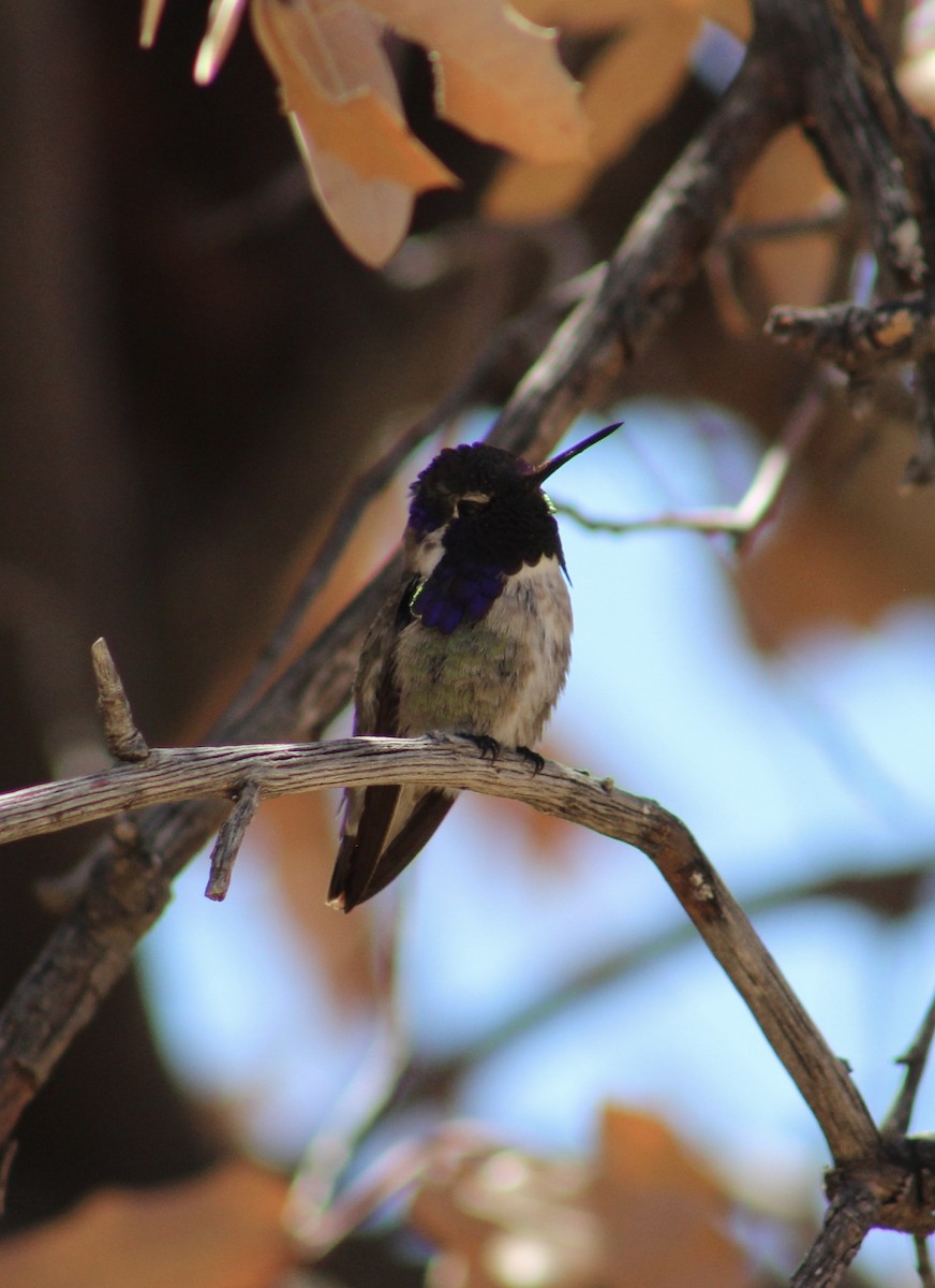 Costa's Hummingbird - ML617642255