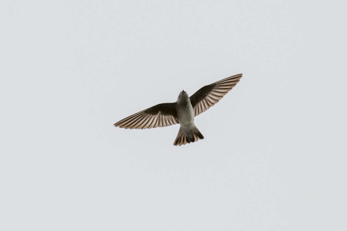 Northern Rough-winged Swallow - ML617642343