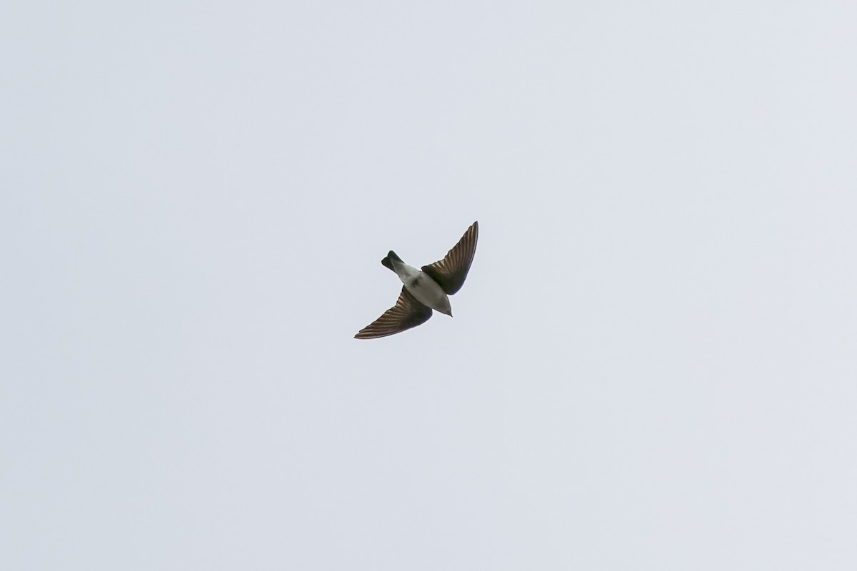 Northern Rough-winged Swallow - Ruslan Balagansky