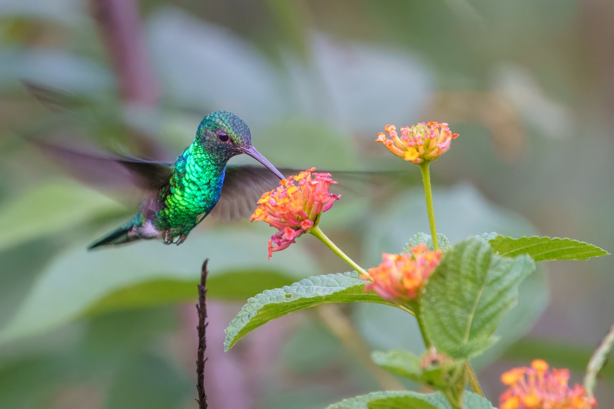 kolibřík modroocasý - ML617642347