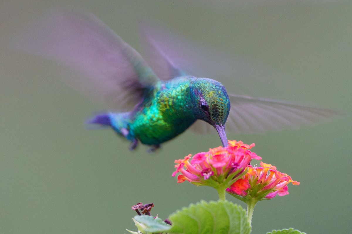 kolibřík modroocasý - ML617642348