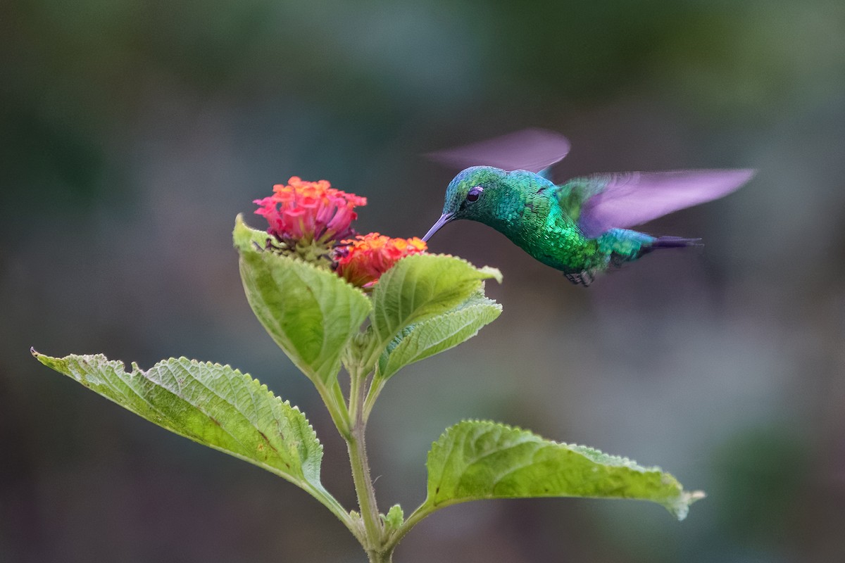 kolibřík modroocasý - ML617642349