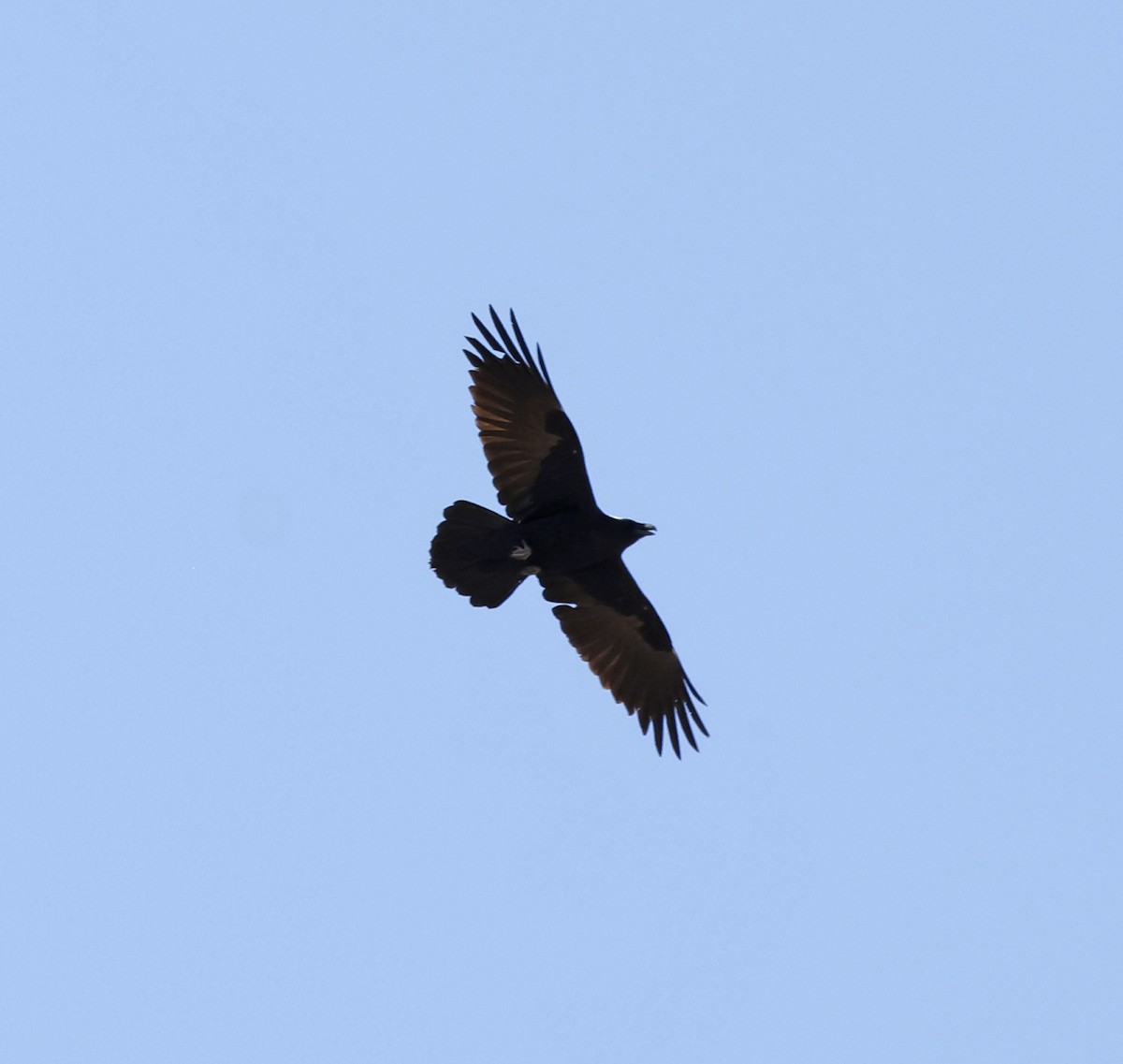 Chihuahuan Raven - ML617642396