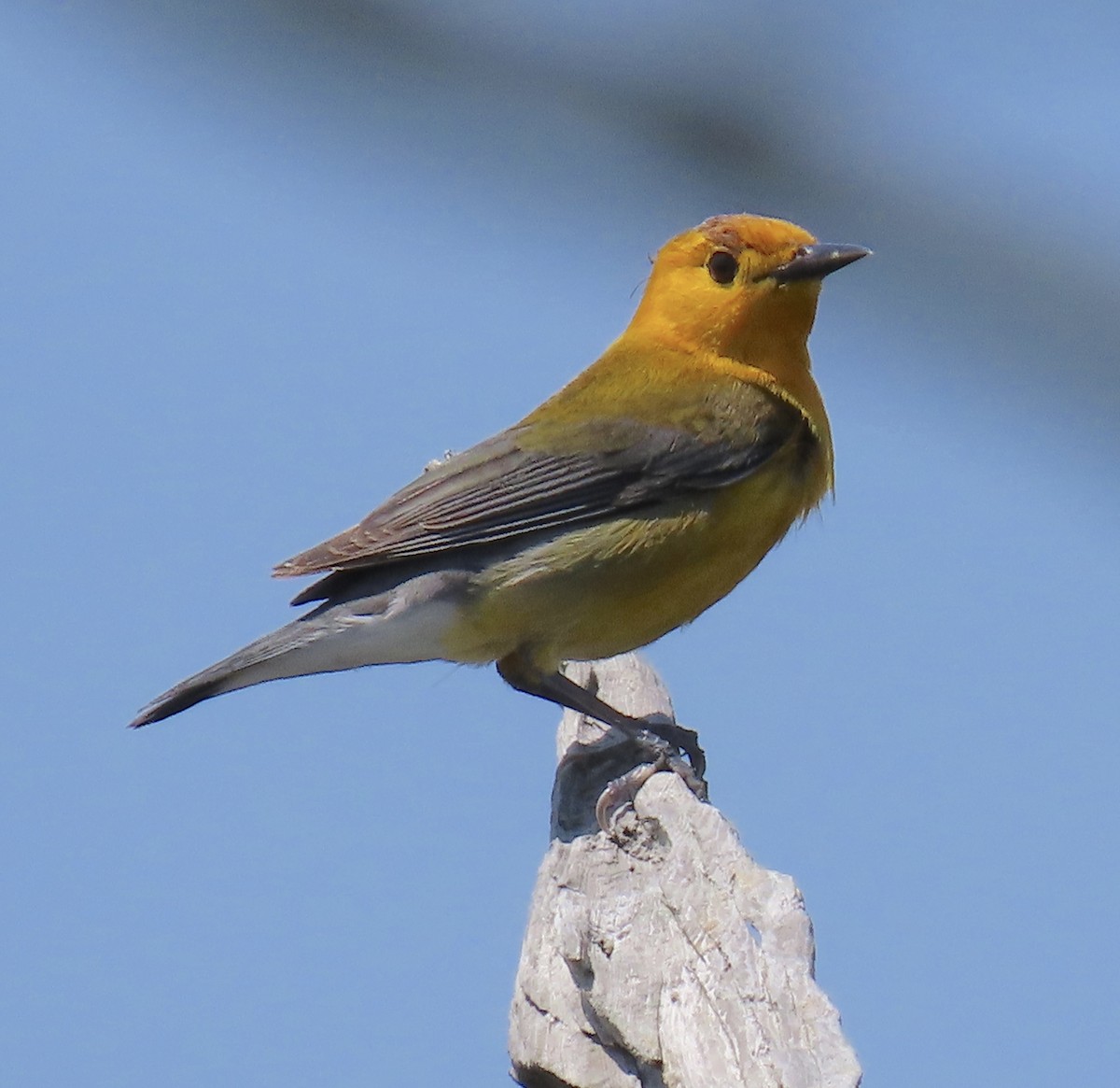Prothonotary Warbler - ML617642407
