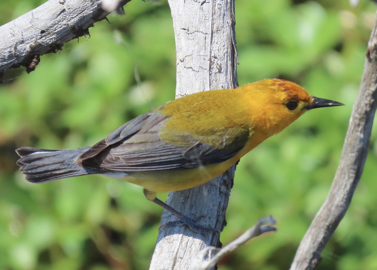 Prothonotary Warbler - ML617642408