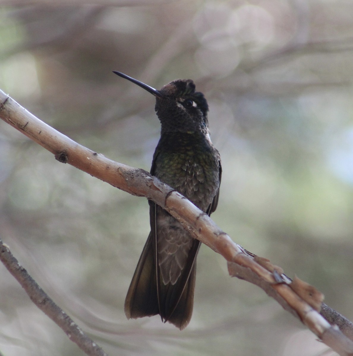 Rivoli's Hummingbird - Jacob Truetken